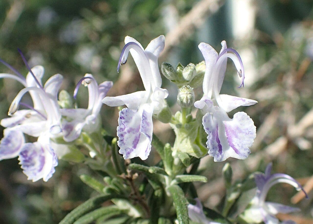 File:Rosmarinus officinalis kz03.jpg (image courtesy of Krzysztof Ziarnek, Kenraiz, CC BY-SA 4.0, via Wikimedia Commons)